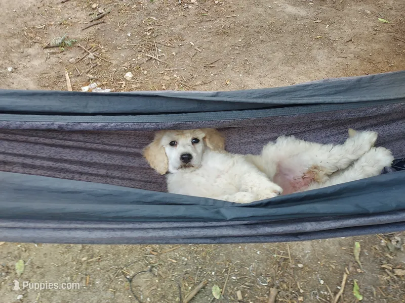 Sweetie (Grey Girl) – Border Collie, Poodle - Standard  puppy for sale in Kempner, TX