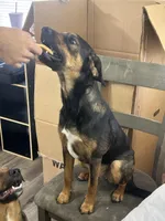 Biscuit, a female Australian Cattle Dog for sale in Kempner, TX – Photo 3 of 3