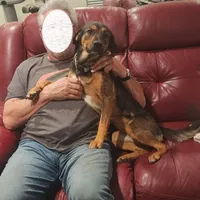 Biscuit, a female Australian Cattle Dog for sale in Kempner, TX – Photo 2 of 3