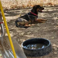 Biscuit, a female Australian Cattle Dog for sale in Kempner, TX – Photo 1 of 3