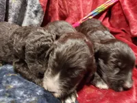 Sky (Girl), a female Border Collie and Poodle - Standard  for sale in Kempner, TX – 4 of 4