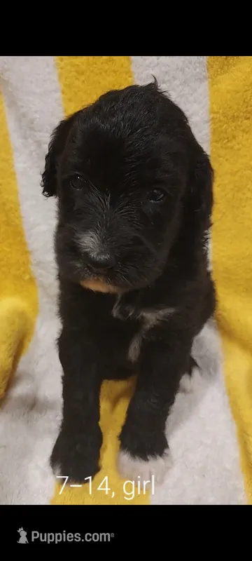 Sky (Girl) – Border Collie, Poodle - Standard  puppy for sale in Kempner, TX