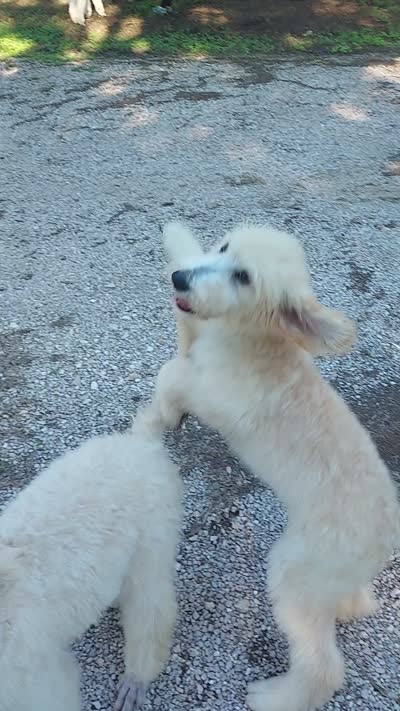 Everest (Green Girl), a female Border Collie and Poodle - Standard  for sale in Kempner, TX – 8 of 9