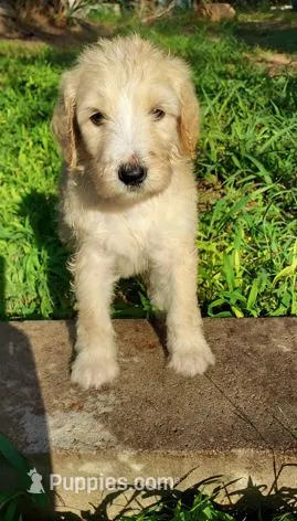 Everest (Green Girl) – Border Collie, Poodle - Standard  puppy for sale in Kempner, TX