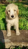Everest (Green Girl), a female Border Collie and Poodle - Standard  for sale in Kempner, TX – 3 of 10