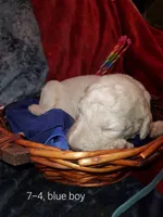 Chase (blue boy), a male Border Collie and Poodle - Standard  for sale in Kempner, TX – 3 of 7
