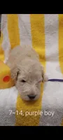 Zuma(Purple boy), a male Border Collie and Poodle - Standard  for sale in Kempner, TX – 3 of 6
