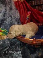 Liberty (Orange Girl), a female Border Collie and Poodle - Standard  for sale in Kempner, TX – 4 of 7