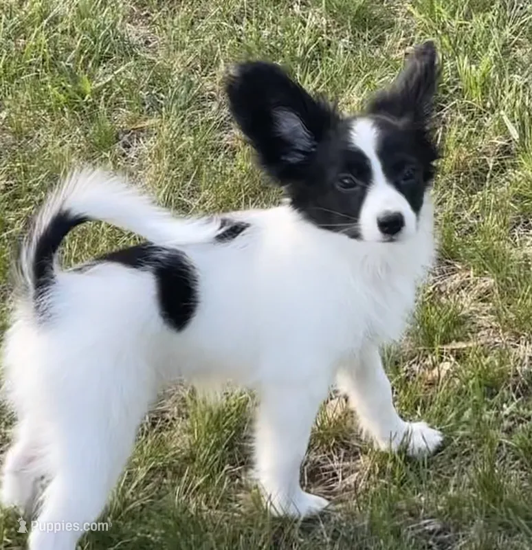 Cowboy – Papillon puppy for sale in Fredericksburg, VA