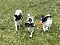 Cowboy, a male Papillon for sale in Fredericksburg, VA – 4 of 10
