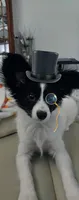 Cowboy, a male Papillon for sale in Fredericksburg, VA – 1 of 10