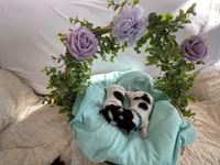 Cowboy, a male Papillon for sale in Fredericksburg, VA – 8 of 10