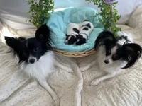 Cowboy, a male Papillon for sale in Fredericksburg, VA – 9 of 10