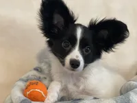 Cowboy, a male Papillon for sale in Fredericksburg, VA – 2 of 10