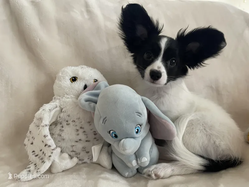 Cowboy – Papillon puppy for sale in Fredericksburg, VA