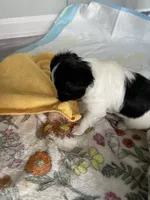 Cowboy, a male Papillon for sale in Fredericksburg, VA – 5 of 10