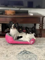 Cowboy, a male Papillon for sale in Fredericksburg, VA – 10 of 10