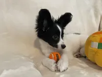 Cowboy, a male Papillon for sale in Fredericksburg, VA – 3 of 10