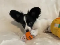 Cowboy, a male Papillon for sale in Fredericksburg, VA – 4 of 10