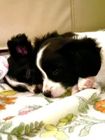 Cowboy, a male Papillon for sale in Fredericksburg, VA – 7 of 10