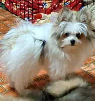 Tzadrian, a female Pomeranian and Yorkshire Terrier for sale in Wisconsin Dells, WI – 2 of 6