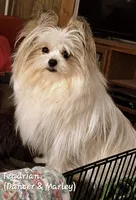 Tzadrian, a female Pomeranian and Yorkshire Terrier for sale in Wisconsin Dells, WI – 3 of 6