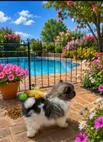 Puppy Boy, a male Pomeranian for sale in Wisconsin Dells, WI – 2 of 10