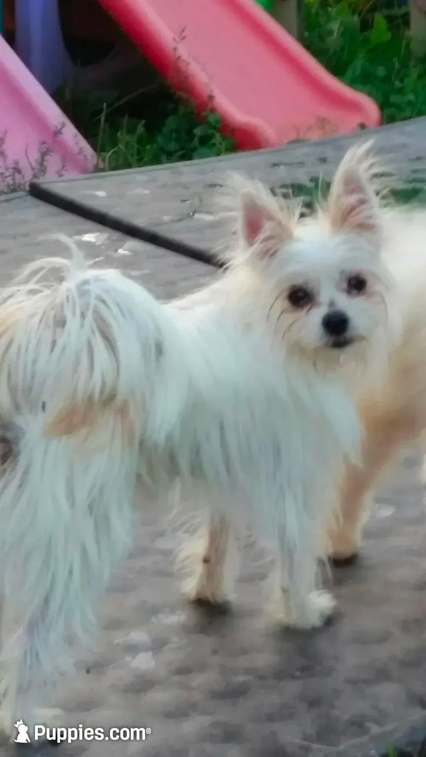 Dolly parti pomkie, a female Yorkshire Terrier for sale in Wisconsin Dells, WI – 6 of 8