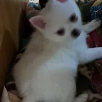 Pomkie short haired boy, a male Pomeranian and Yorkshire Terrier for sale in Wisconsin Dells, WI – Photo 7 of 9