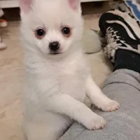 Pomkie short haired boy, a male Pomeranian and Yorkshire Terrier for sale in Wisconsin Dells, WI – Photo 2 of 9