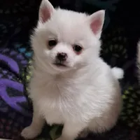 Pomkie short haired boy, a male Pomeranian and Yorkshire Terrier for sale in Wisconsin Dells, WI – Photo 4 of 9