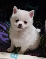 processed/c55749c1-4c9f-4154-a650-0487689a11fd/listing/3eacc8ee-d9ef-4bbf-bb8f-9e8a91459366/2cdc8c51-8c98-4be8-b7bd-7c8bf3ae0a2d