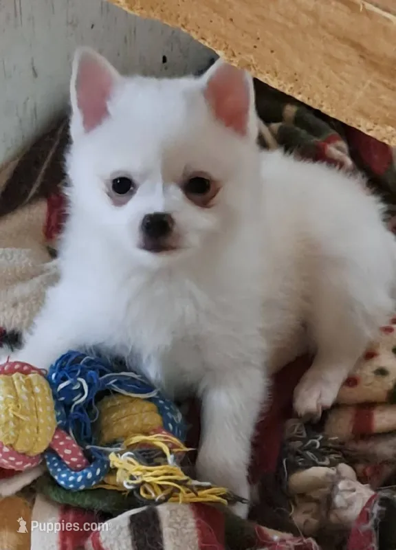 Pomkie short haired boy