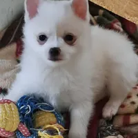 Pomkie short haired boy, a male Pomeranian and Yorkshire Terrier for sale in Wisconsin Dells, WI – Photo 1 of 9