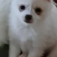 Pomkie short haired boy, a male Pomeranian and Yorkshire Terrier for sale in Wisconsin Dells, WI – Photo 6 of 9