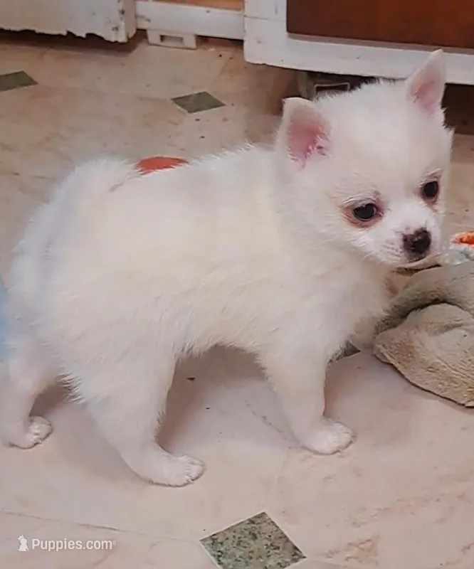 Pomkie short haired boy