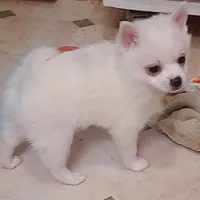 Pomkie short haired boy, a male Pomeranian and Yorkshire Terrier for sale in Wisconsin Dells, WI – Photo 3 of 9