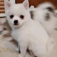 Pomkie short haired boy, a male Pomeranian and Yorkshire Terrier for sale in Wisconsin Dells, WI – Photo 5 of 9