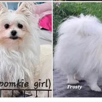 Pomkie short haired boy, a male Pomeranian and Yorkshire Terrier for sale in Wisconsin Dells, WI – Photo 8 of 9