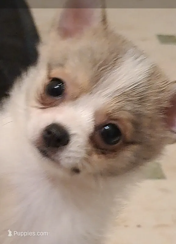 Dolly parti pomkie – Pomeranian, Yorkshire Terrier puppy for sale in Wisconsin Dells, WI