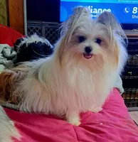Tzadrian, a female Pomeranian and Yorkshire Terrier for sale in Wisconsin Dells, WI – 4 of 6