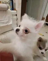 Tonny Teeno Pomkie boy, a male Pomeranian and Yorkshire Terrier for sale in Wisconsin Dells, WI – 3 of 8