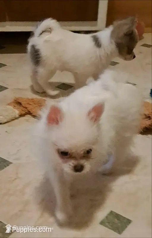 Tonny Teeno Pomkie boy – Pomeranian, Yorkshire Terrier puppy for sale in Wisconsin Dells, WI