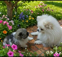 Puppy Boy, a male Pomeranian for sale in Wisconsin Dells, WI – 8 of 10
