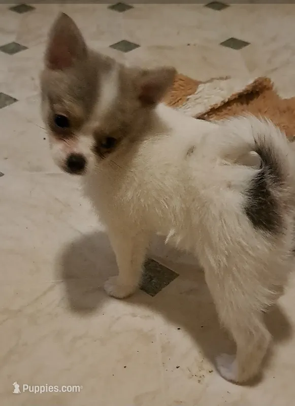 Dolly parti pomkie – Yorkshire Terrier puppy for sale in Wisconsin Dells, WI