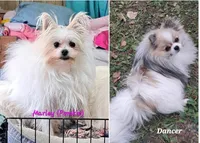Tzadrian, a female Pomeranian and Yorkshire Terrier for sale in Wisconsin Dells, WI – 5 of 6