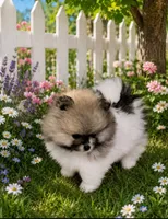 Puppy Boy, a male Pomeranian for sale in Wisconsin Dells, WI – 5 of 10