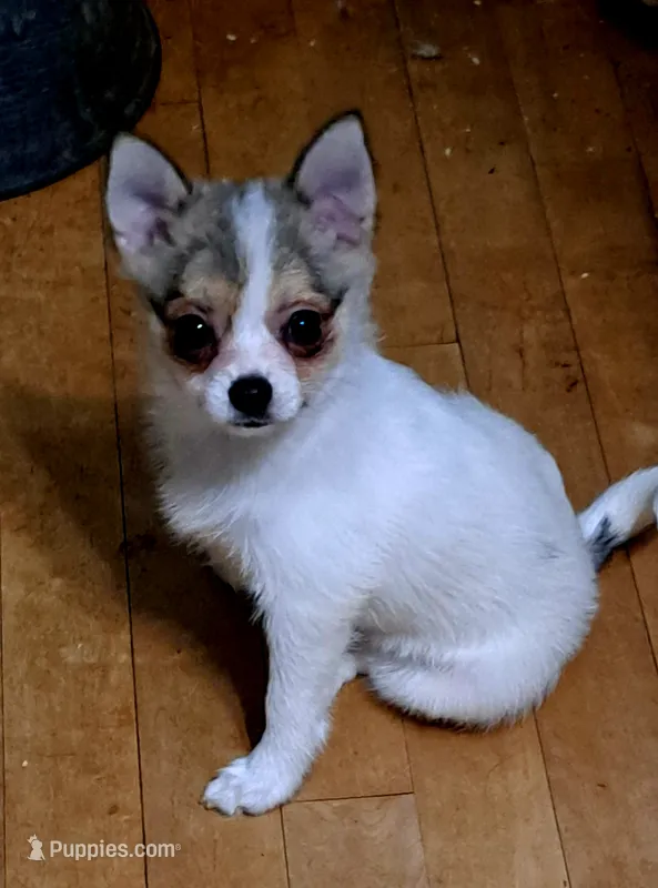 Dolly parti pomkie – Pomeranian, Yorkshire Terrier puppy for sale in Wisconsin Dells, WI