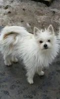 Tonny Teeno Pomkie boy, a male Pomeranian and Yorkshire Terrier for sale in Wisconsin Dells, WI – 8 of 8