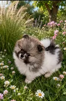 Puppy Boy, a male Pomeranian for sale in Wisconsin Dells, WI – 1 of 10